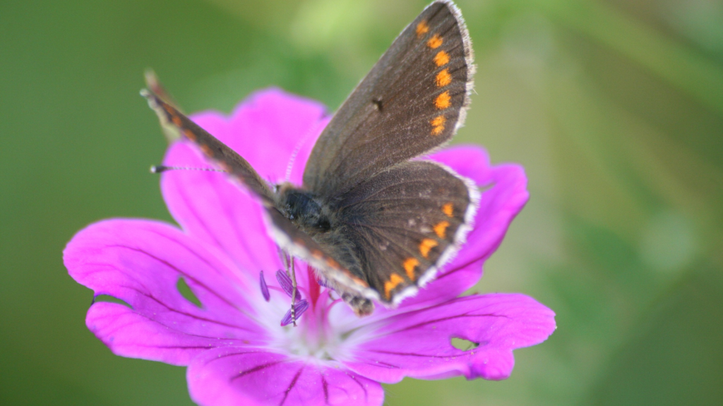 Northern Brown Argus