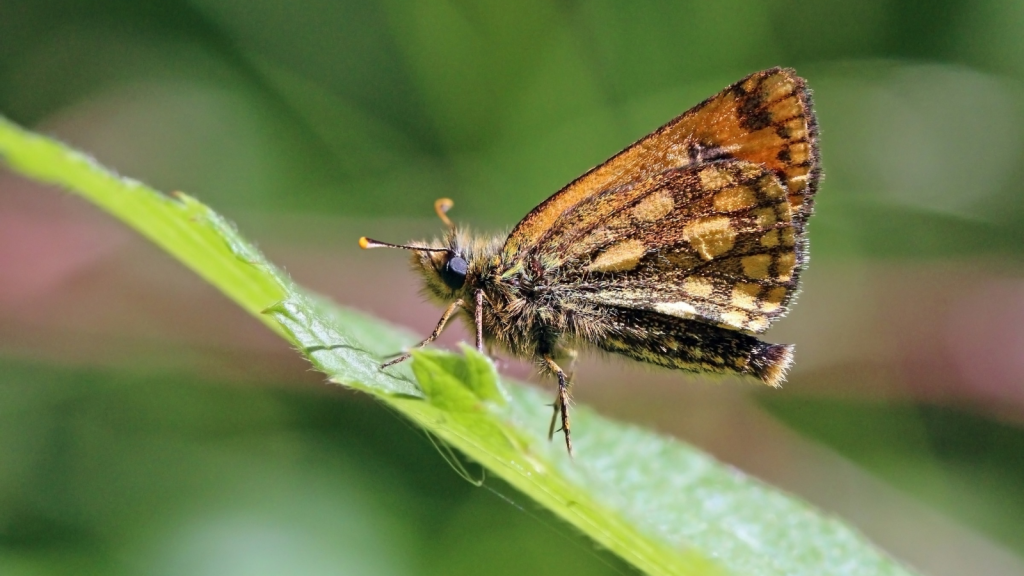 Chequered Skipper