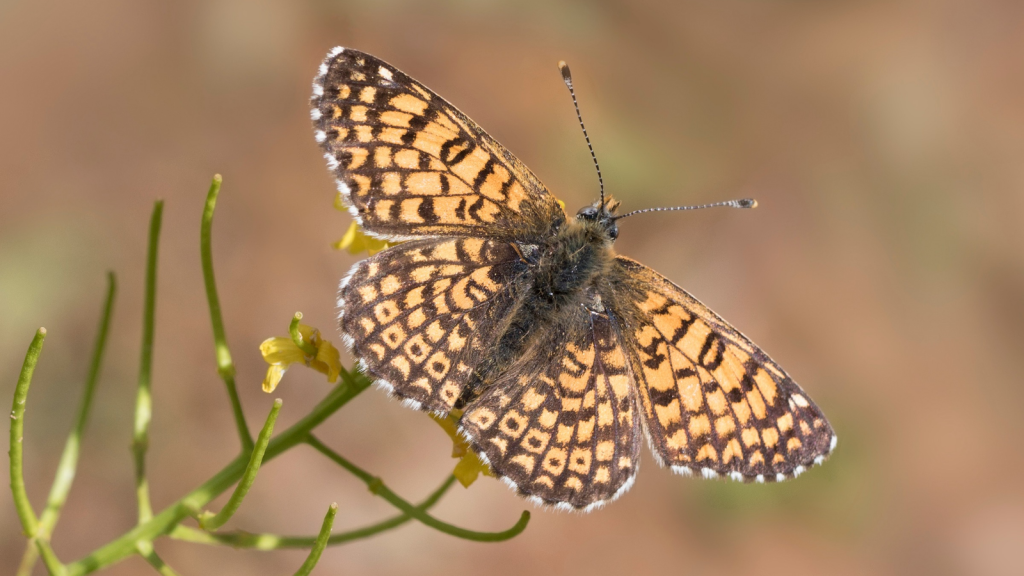 Glanville Fritillary