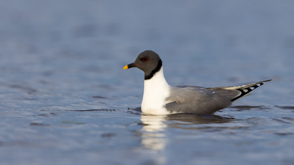 Sabine's Gull