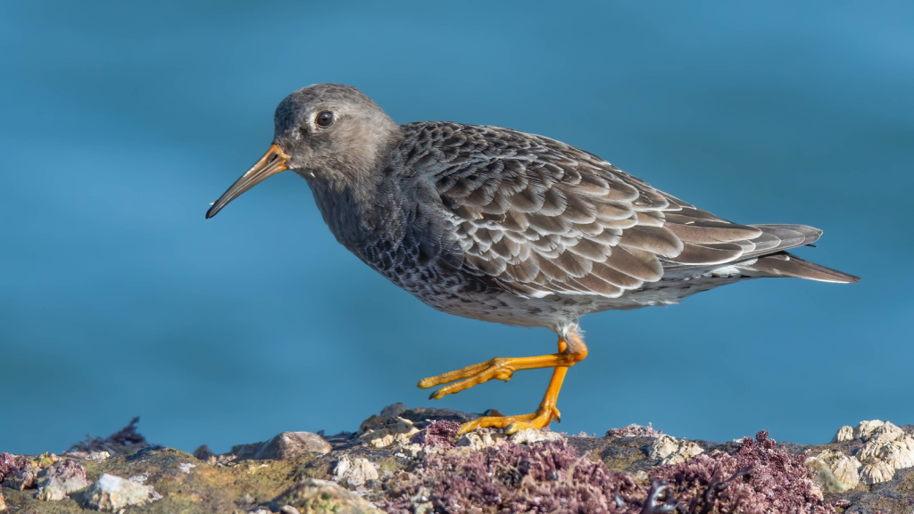 Purple Sandpiper