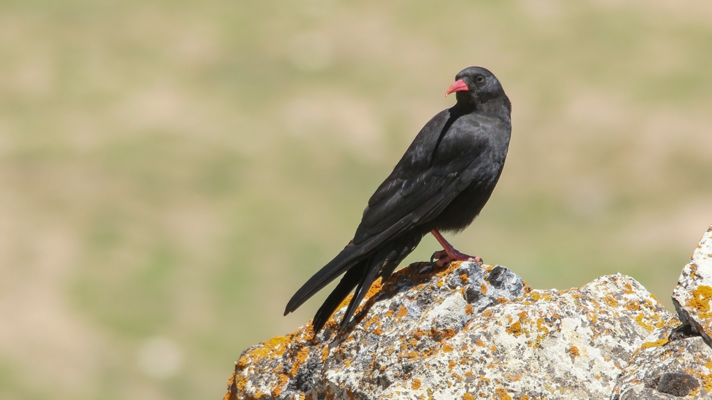 Chough