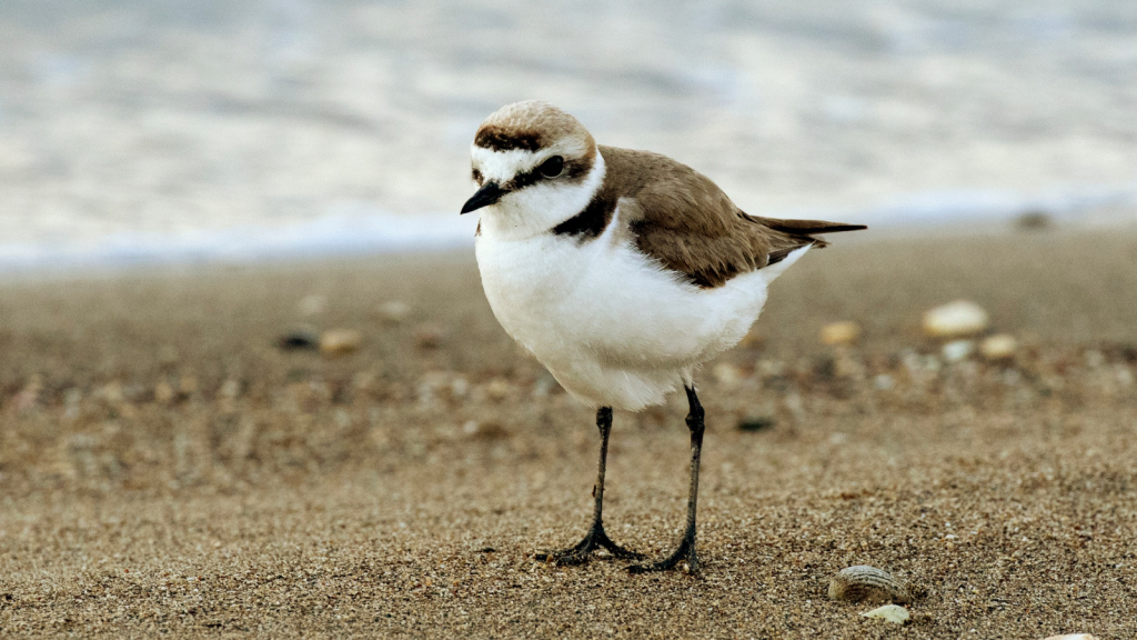 Kentish Plover