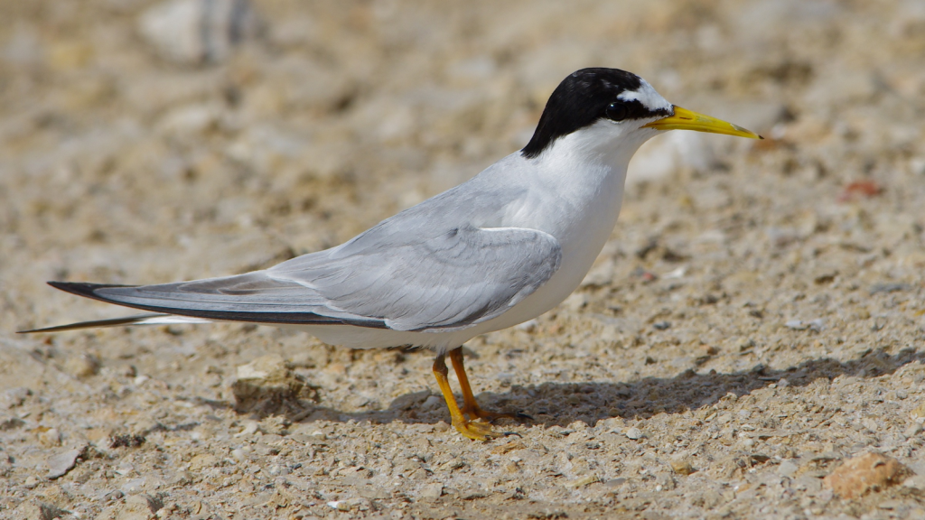 Little Tern