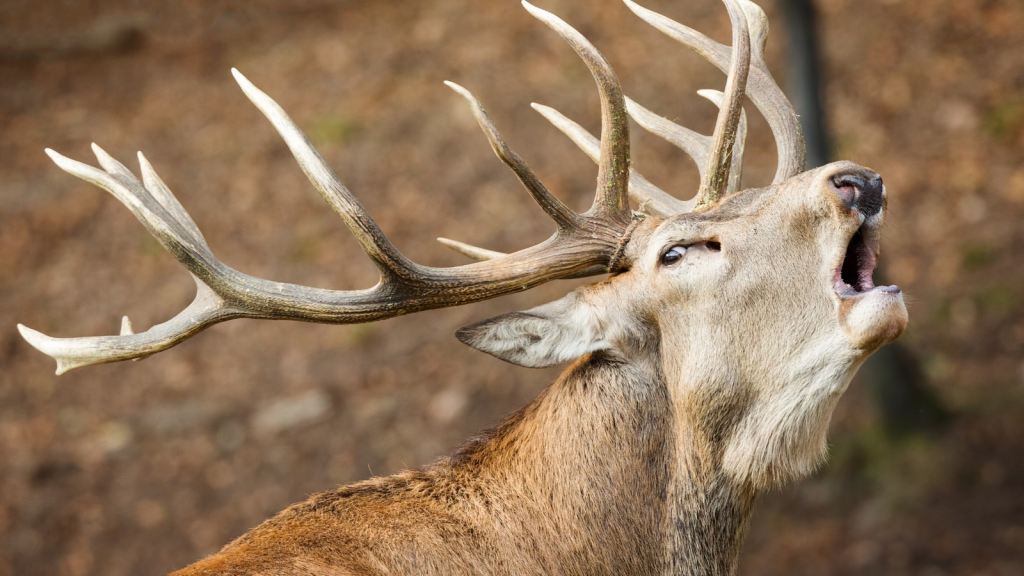 Tooth and Claw: Animals That Dare to Face Wolf Packs