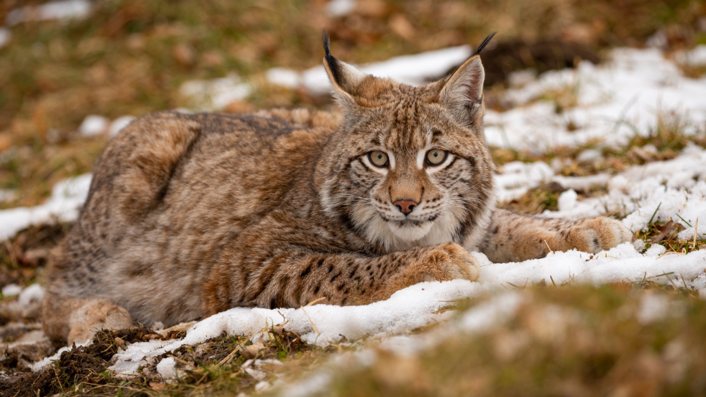 Lynx 