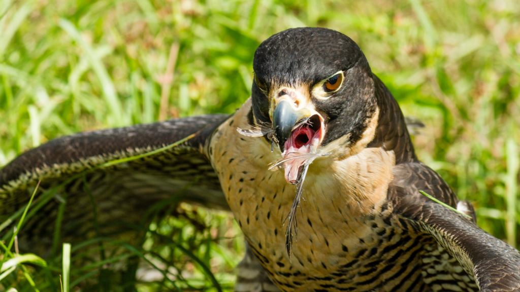 Eagle | Eagle Enemies: 13 Creatures That Prey on These Birds of Prey