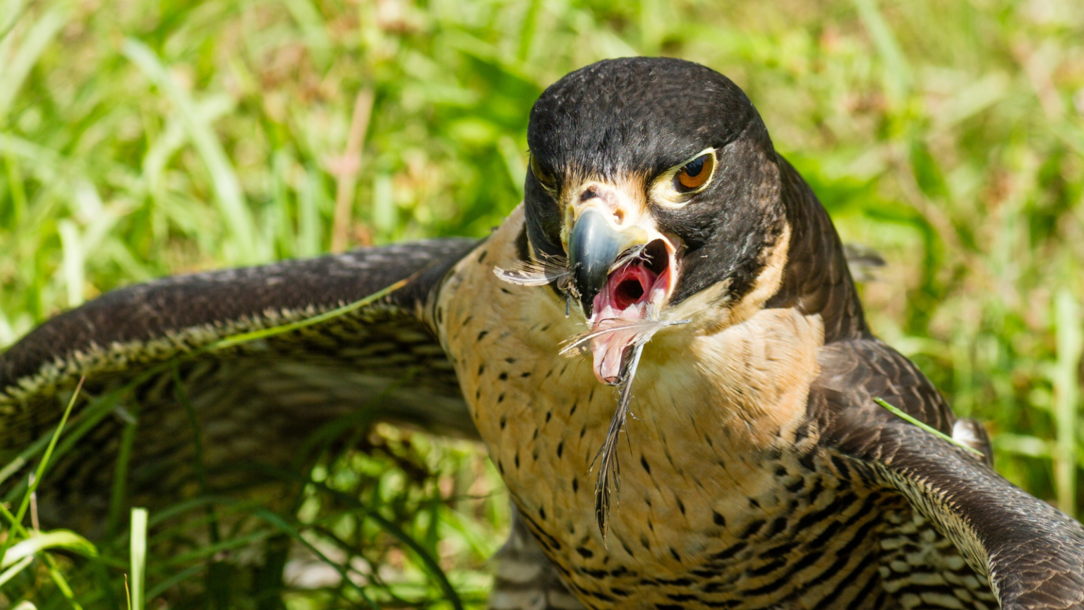 Eagle Enemies: 13 Creatures That Prey on These Birds of Prey ...