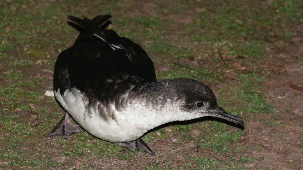 Manx Shearwater