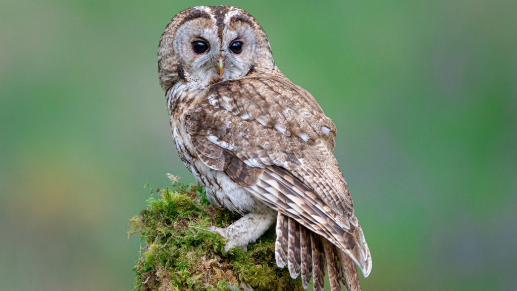 Tawny Owl 