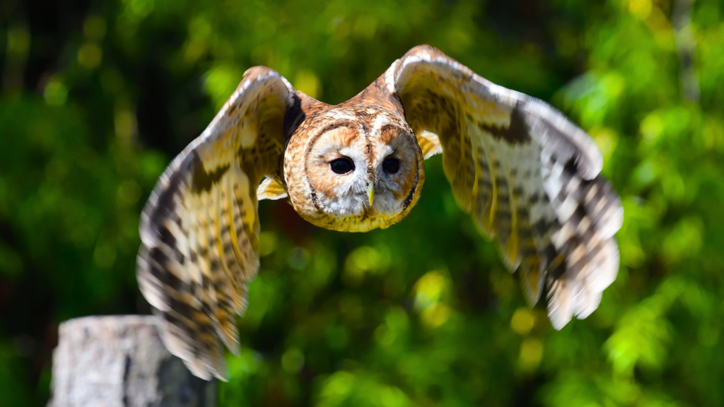 Tawny Owl | From Booms to Pings The Weirdest British Bird Calls