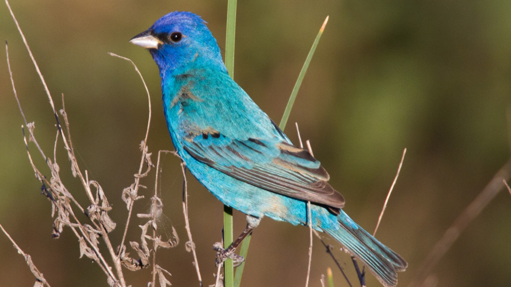 Indigo bunting