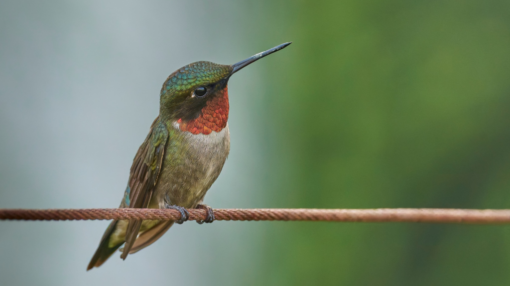 ruby-throated hummingbird