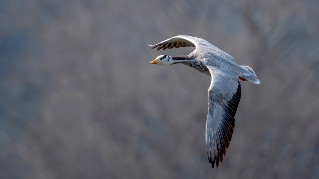 Bar-headed geese