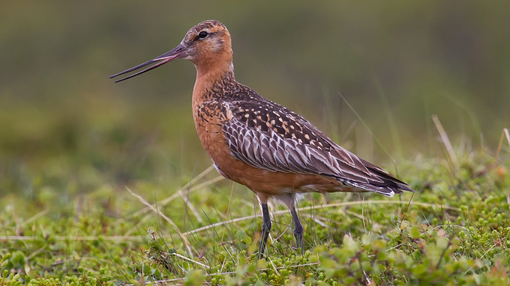 Bar-tailed godwit