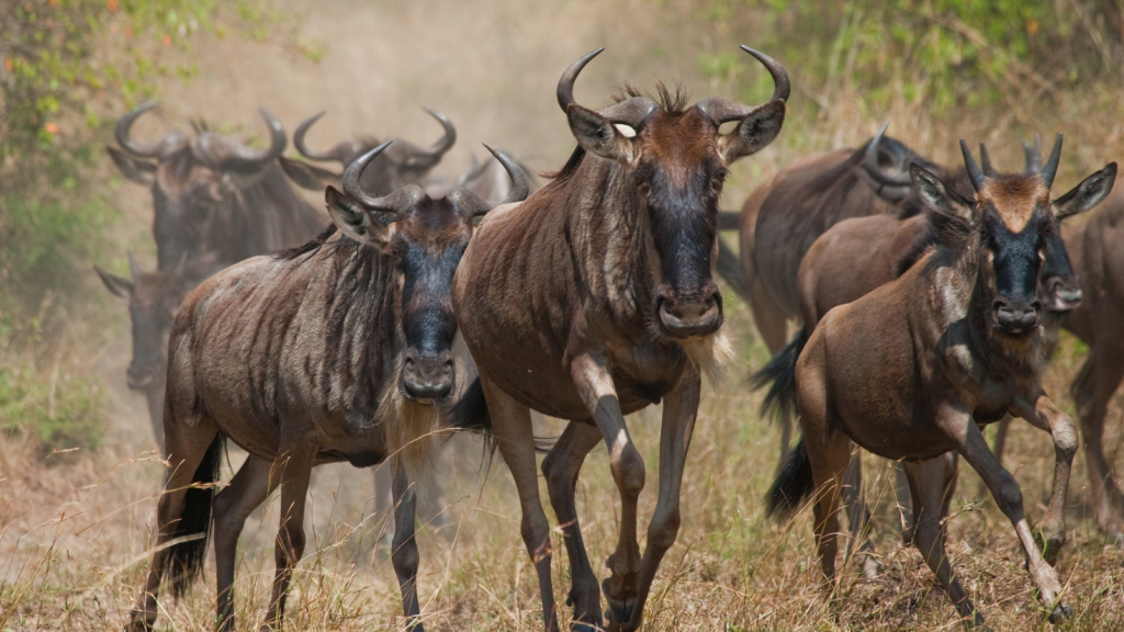 wildebeest | 16 Mind-Bending Abilities of Migratory Animals