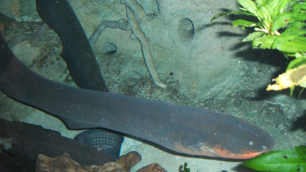 Electric Eel