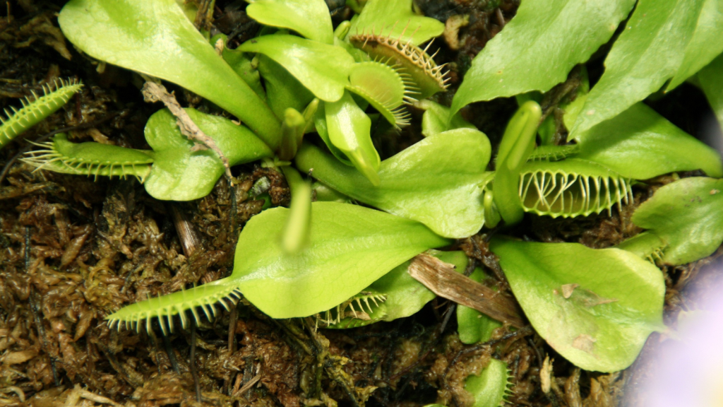 Venus Flytrap 