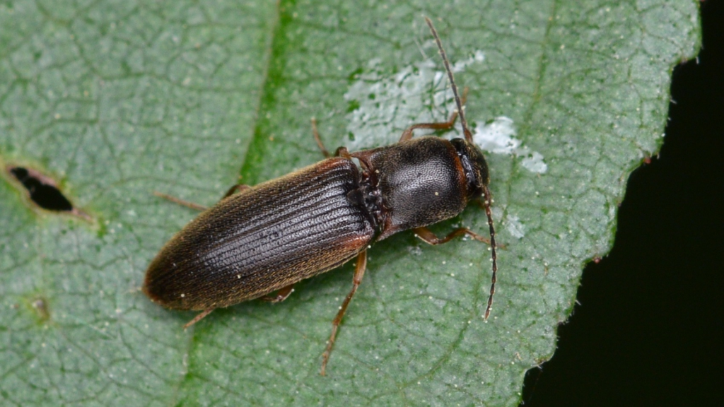 Click Beetle