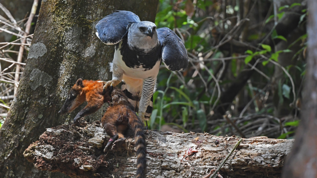 Harpy Eagle