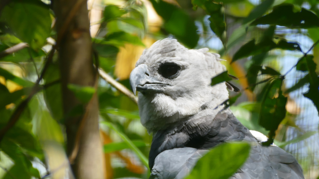 Harpy Eagle