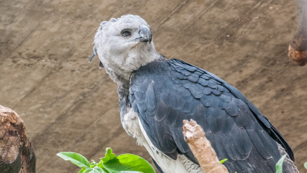 Harpy Eagle