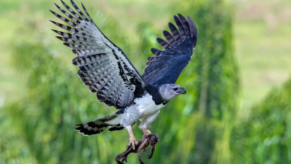 Rainforest Royalty: Unbelievable Truths About Harpy Eagles