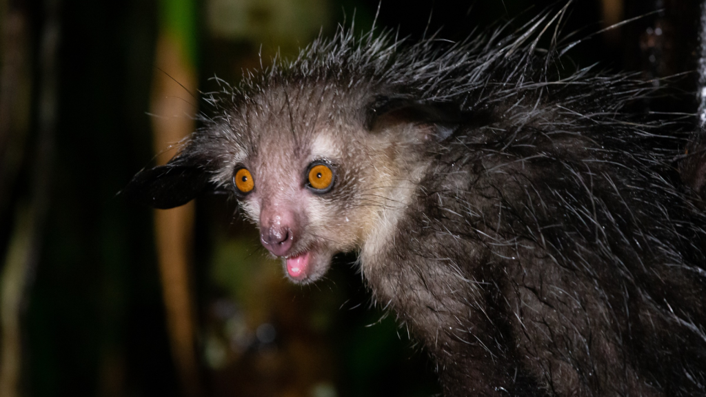 Aye-Aye