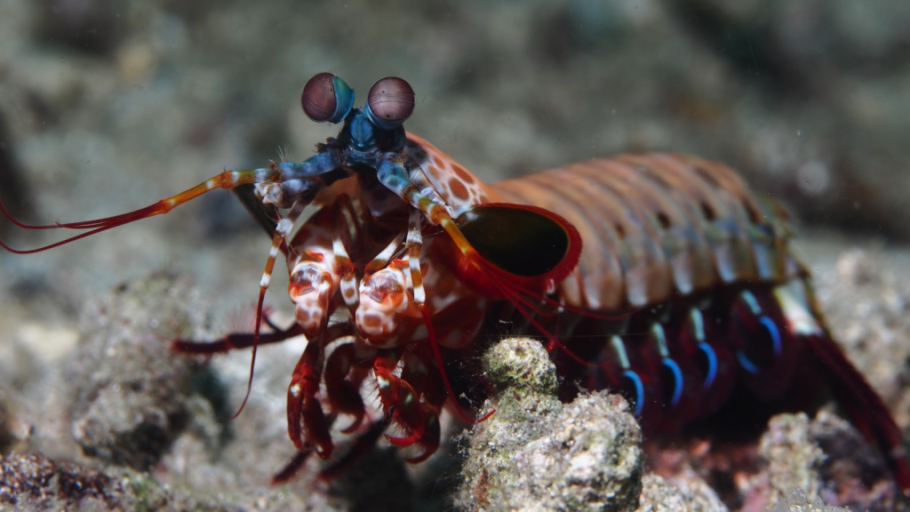 Peacock Mantis Shrimp 