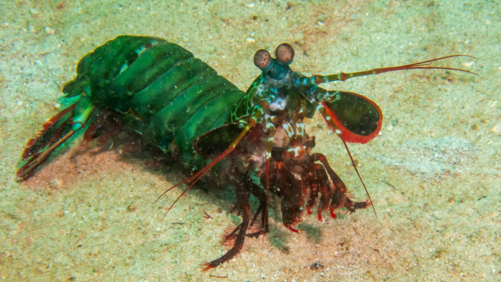 Peacock Mantis Shrimp 