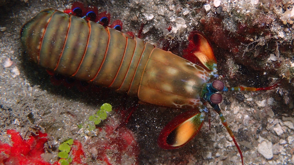 Peacock Mantis Shrimp