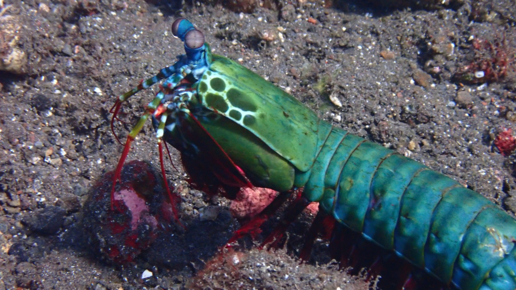 Peacock Mantis Shrimp