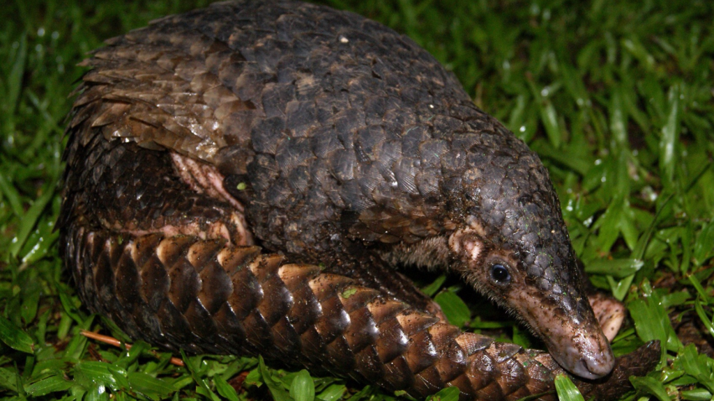 Pangolin