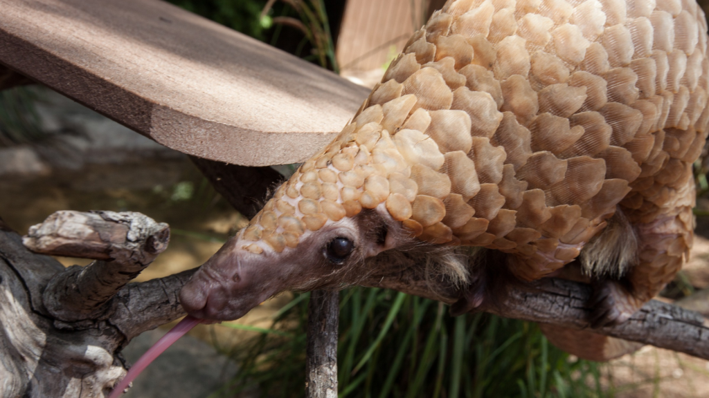 Pangolin