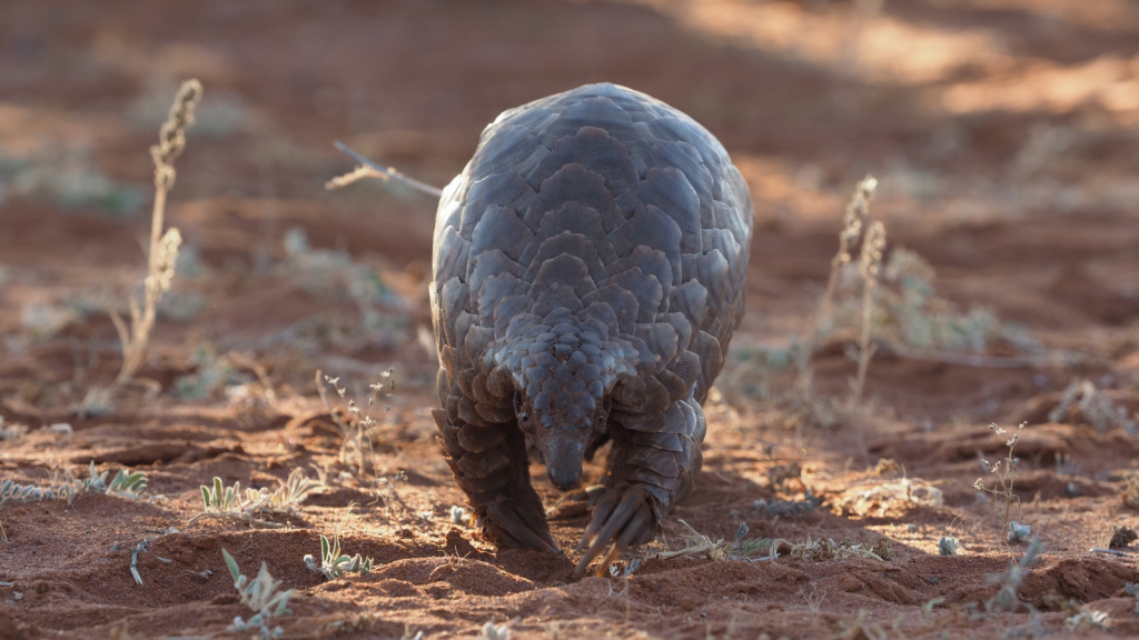 Pangolin