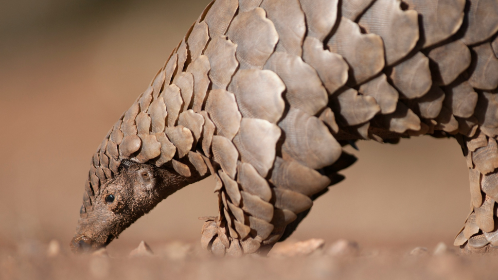 Pangolin