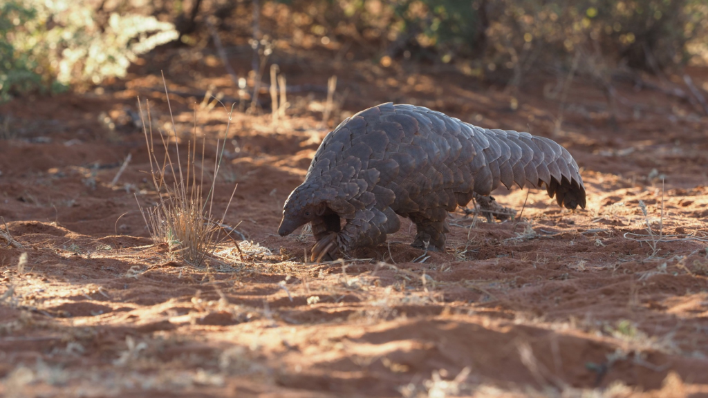 Pangolin