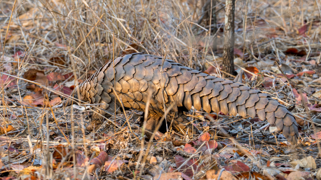 Pangolin