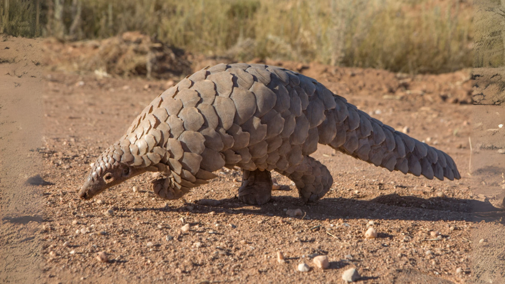 Pangolin