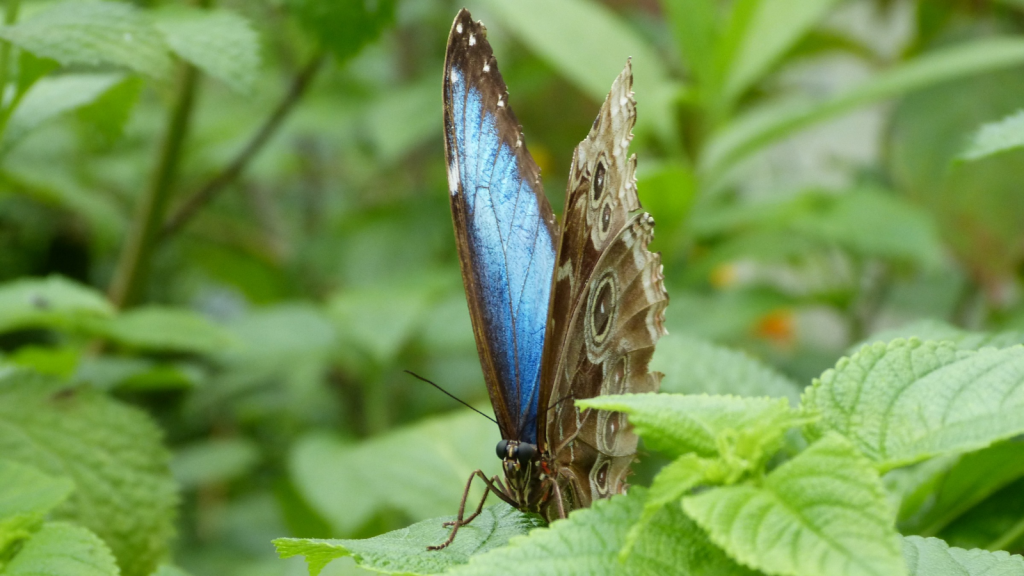 Blue Morpho Butterfly 