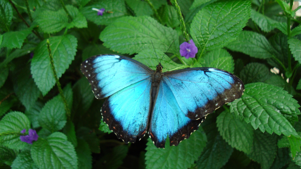 Blue Morpho Butterfly 