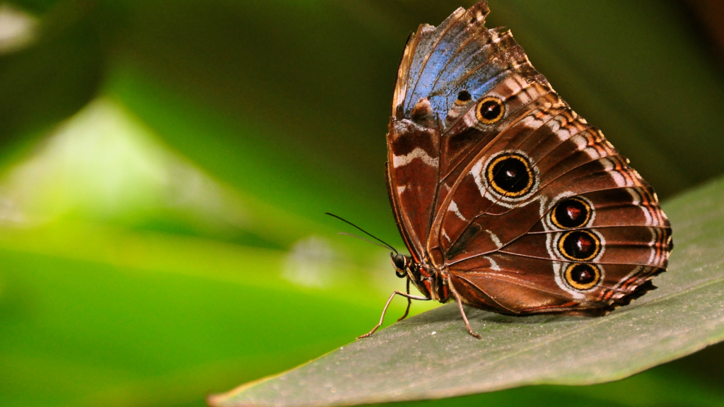 Blue Morpho Butterfly