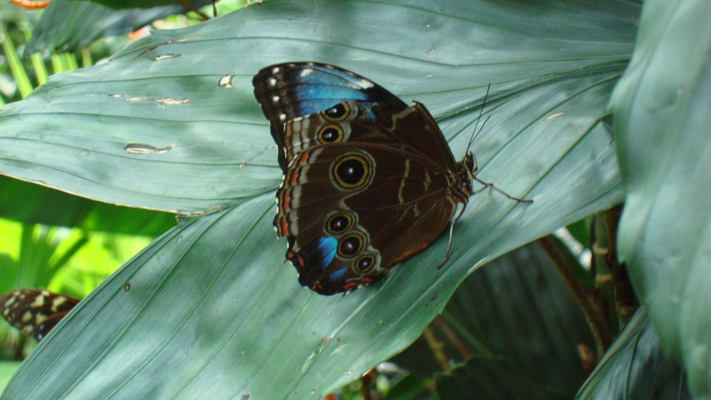 Blue Morpho Butterfly