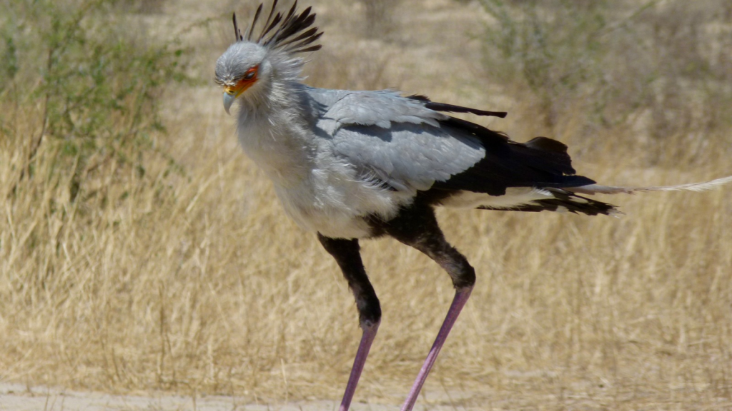 Secretary Bird