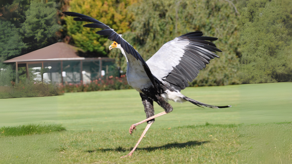 Secretary Bird