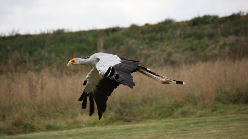 Secretary Bird