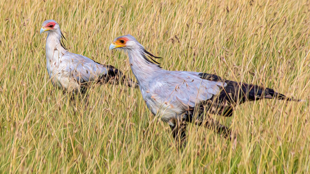 Secretary Bird