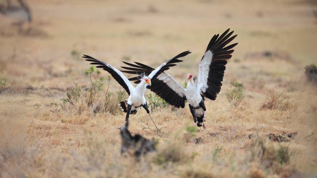 Secretary Bird