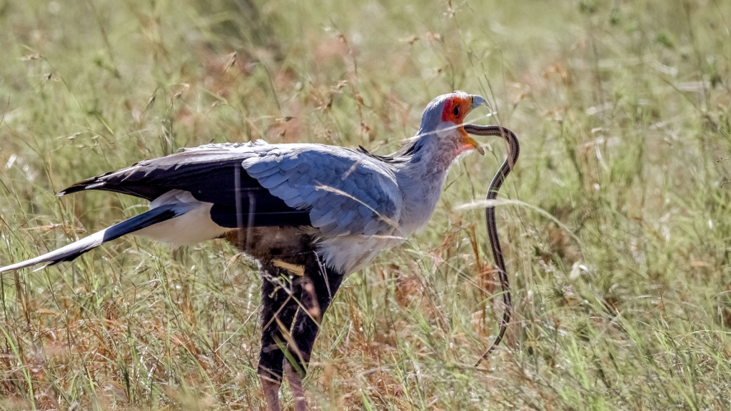 Secretary Bird