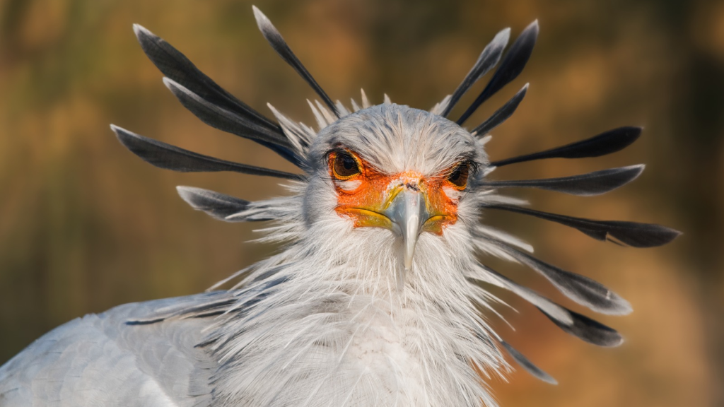 10 Unusual Facts About the Secretary Bird, Africa's Snake-Hunting Specialist